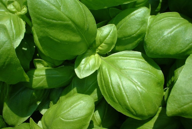 Basilicum