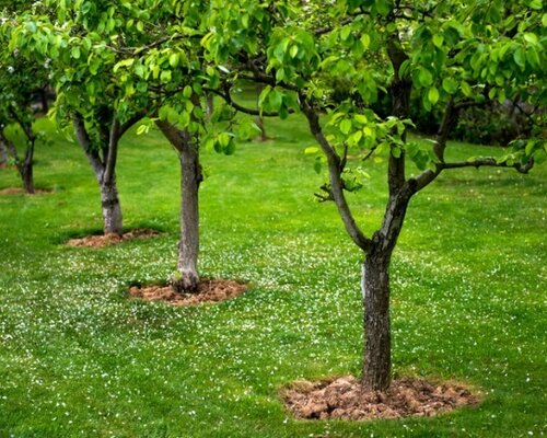 Februari is geschikt om fruitbomen te planten en te snoeien