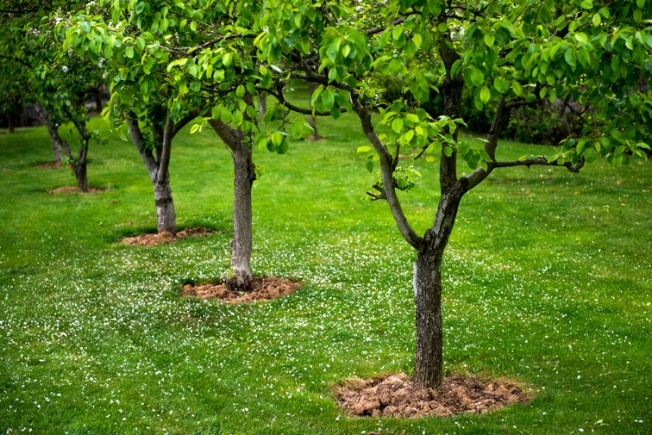 Februari is geschikt om fruitbomen te planten en te snoeien