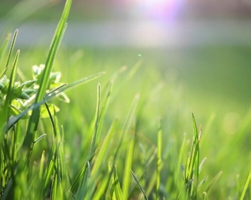 Een gezond gazon