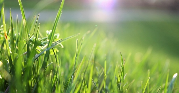 Een gezond gazon