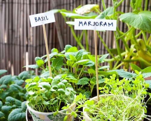 Kruiden en combinaties met groenten
