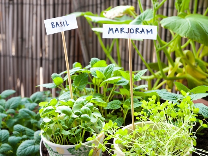 Kruiden en combinaties met groenten