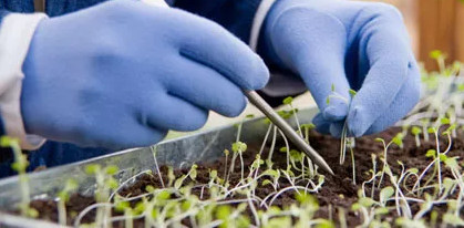 Verspenen, uitplanten of uitdunnen?