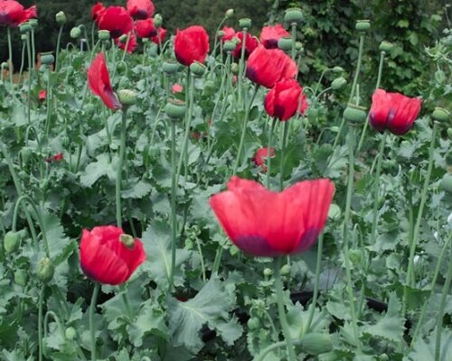 Papavers en klaprozen