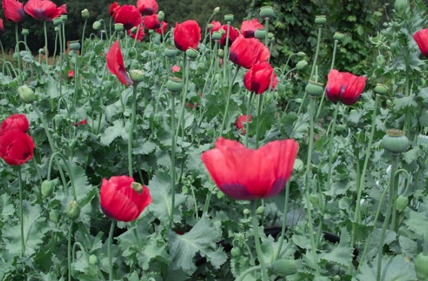 Papavers en klaprozen