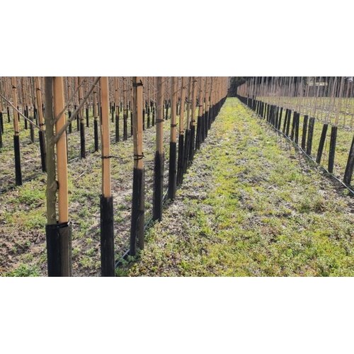 Meuwissen Agro Flex Guard Boombeschermer - 4 stuks - 55 x 6 cm