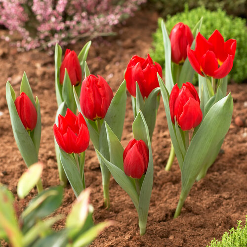 Meuwissen Agro Bollenmanden vierkant - 3 stuks - Kunststof