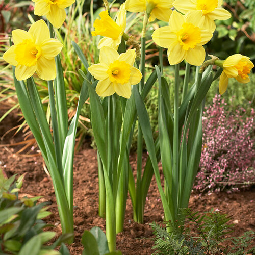 Meuwissen Agro Bollenmanden vierkant - 3 stuks - Kunststof
