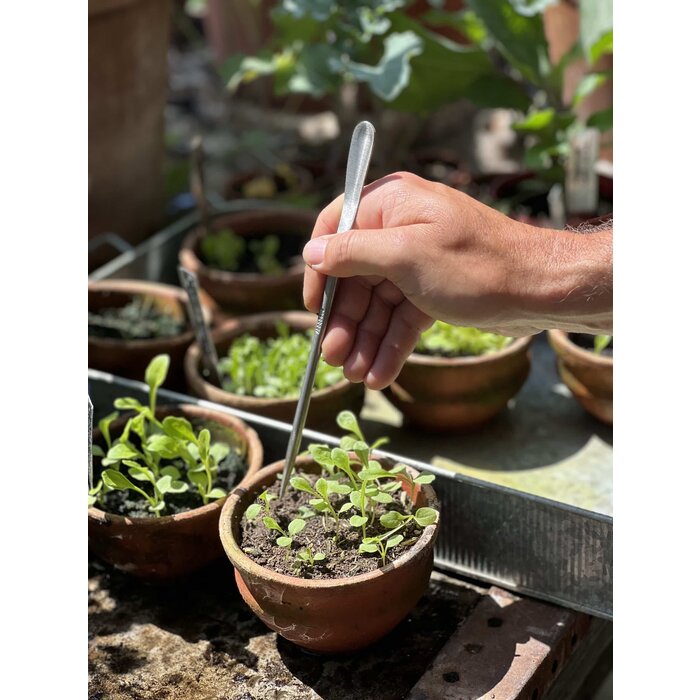 Sneeboer Verspeenlepeltje - Verspenen zaailingen - RVS