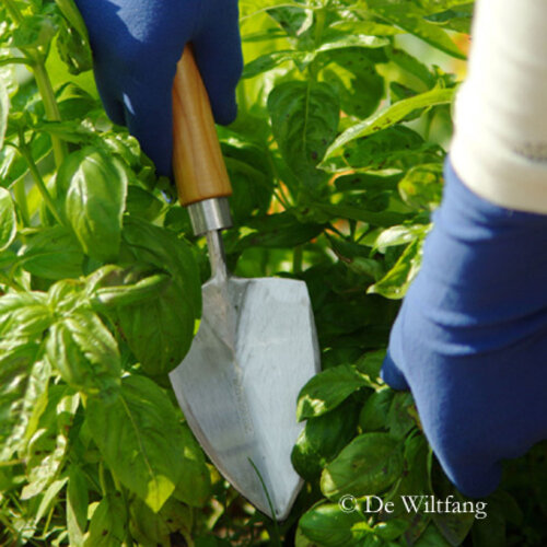 Sneeboer Verplantschopje - Eessenhouten steel