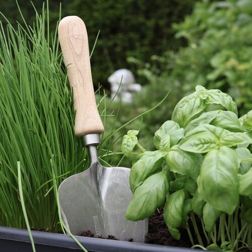 Sneeboer Verplantschopje - Eessenhouten steel
