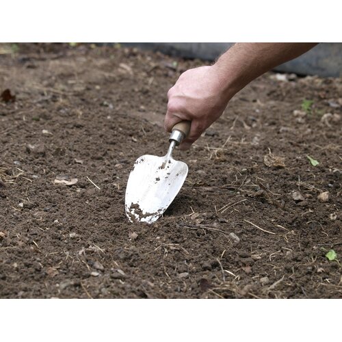 Sneeboer Verplantschopje - Eessenhouten steel