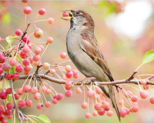 Vogels aantrekken door winterbessen