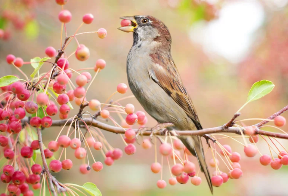 Vogels aantrekken door winterbessen