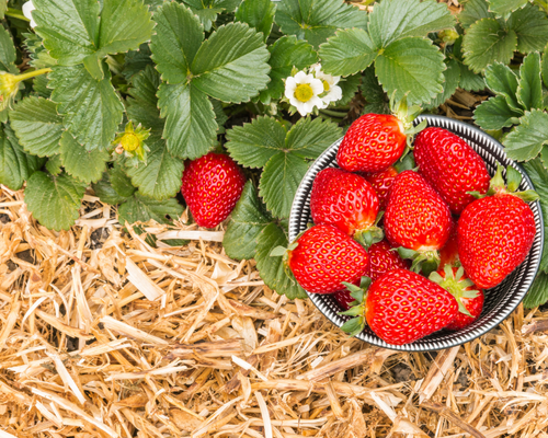 Aardbeien in het voorjaar