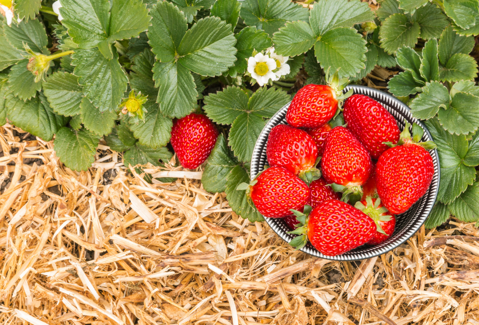 Aardbeien in het voorjaar