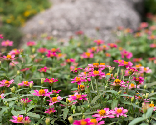 Zinderende, kleurige  zinnia's