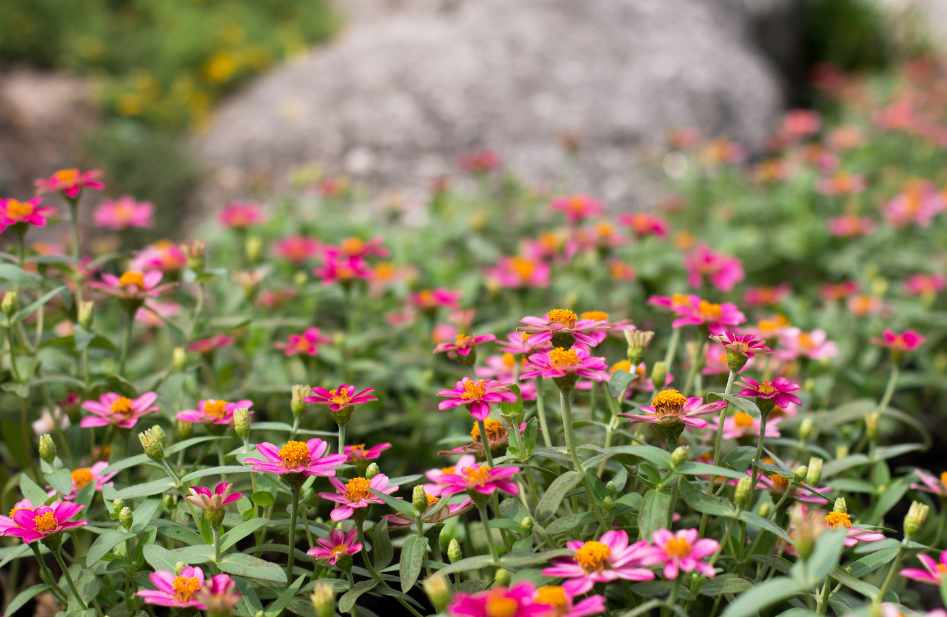 Zinderende, kleurige  zinnia's