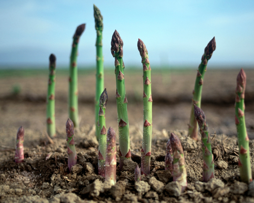 Vaste moestuinplanten (winterhard)