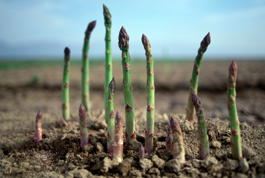 Vaste moestuinplanten (winterhard)