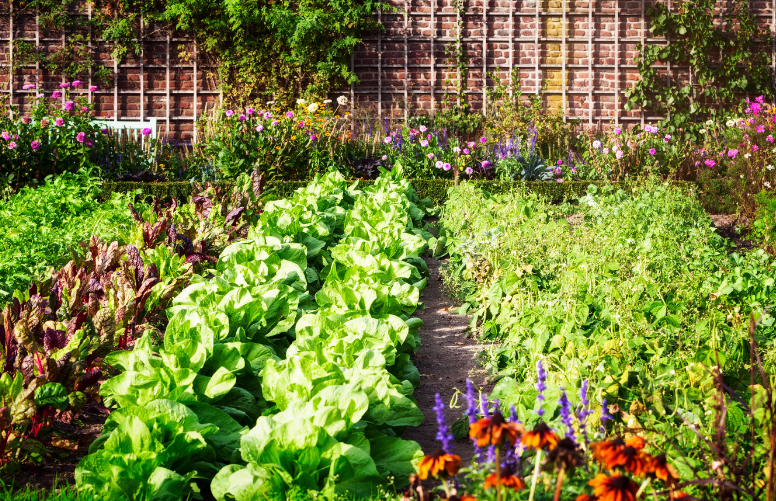 Voed de bodem van de moestuin