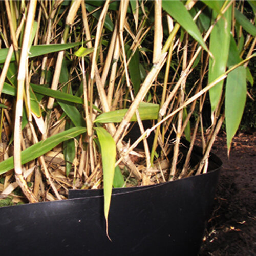 Meuwissen Agro Bamboe control 0,64 x 3 m - HDPE