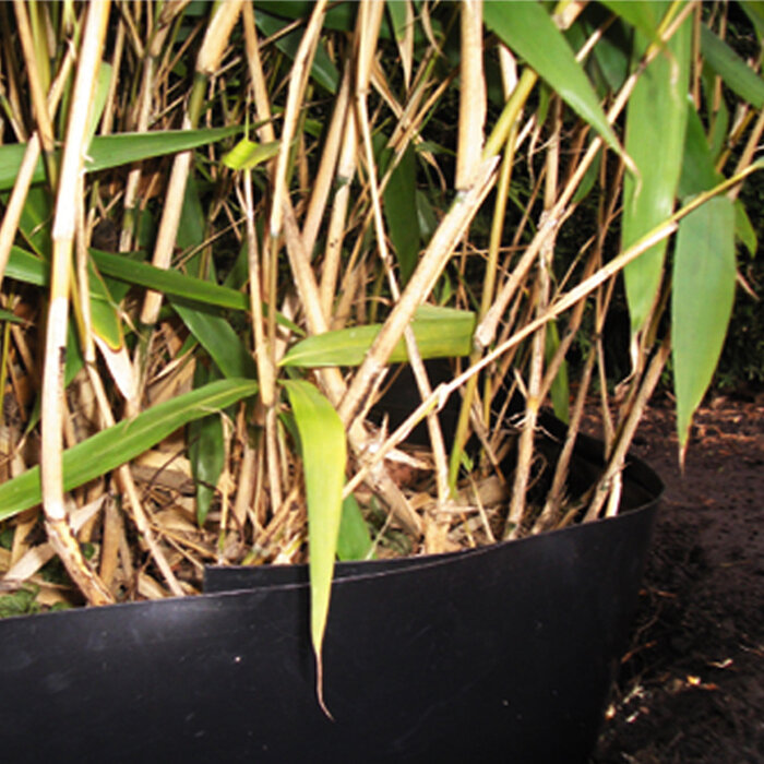 Meuwissen Agro Bamboe control 0,64 x 3 m - HDPE