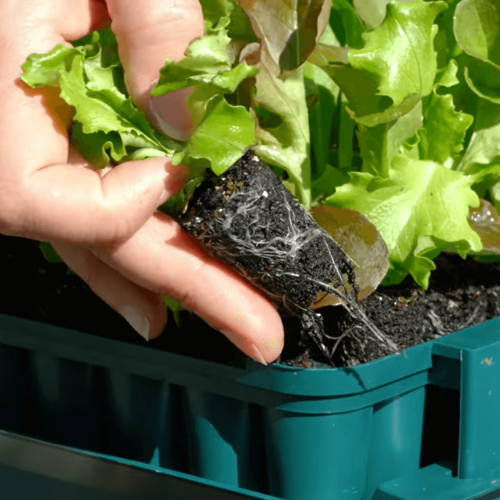 Meuwissen Agro Zaaibakje voor 49 plantjes - Compact