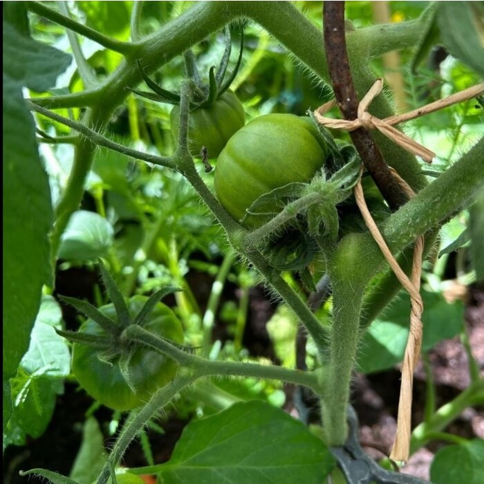 De Wiltfang Binddraad bundel  - 18 cm - Opbinden