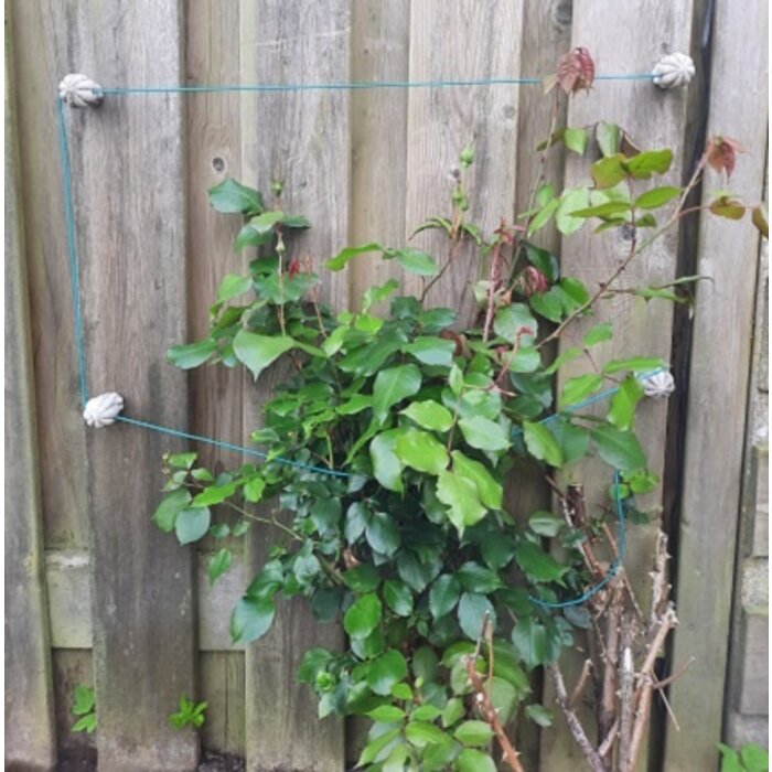 De Wiltfang Klimplantgeleider