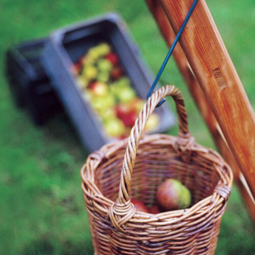 De Wiltfang Emmerhaak - Recht model