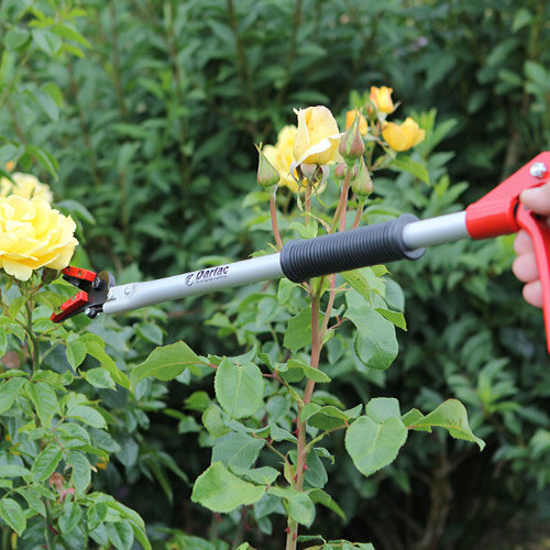 Darlac Rozen-fruit Plukschaar - 65 cm of 100 cm - Rozenschaar - Fruitschaar