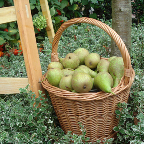 De Wiltfang Betuwse Plukhoenderik - Plukmand