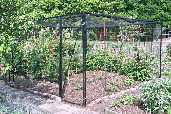 Fruitkooi en vruchten plukken