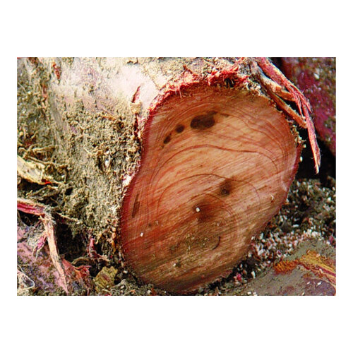 Silky Gomtaro wortelzaag - 240 mm - 8 tanden per 30 mm