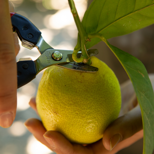 Felco 300 - Bloemenschaar - fruitschaar - gekromde snoeikop - 19cm