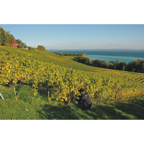 Felco 160 S snoeischaar - lichtgewicht (190 gram) - koolstofstaal