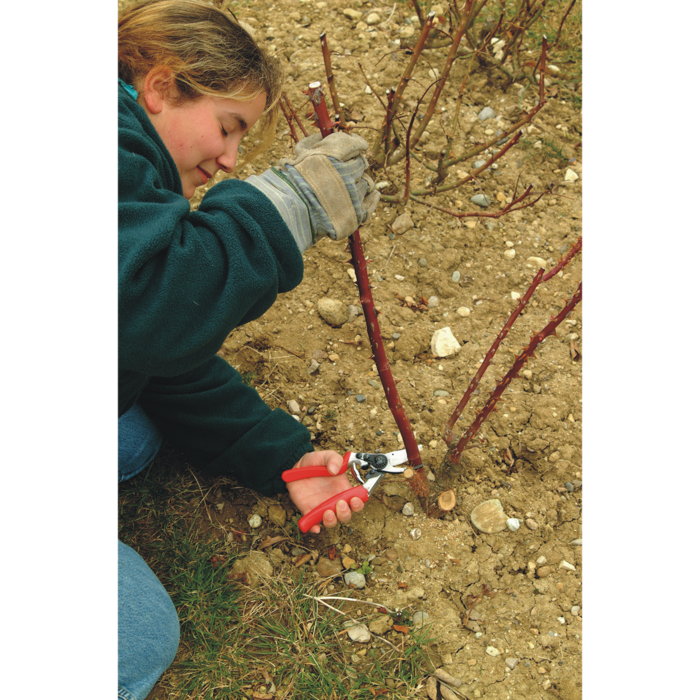 Felco 10 - rolhandgreep - linkhandig - ergonomisch - 25mm takdikte