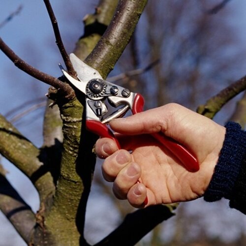 Felco 6 Snoeischaar - Rechtshandig - Knipt tot 20 mm