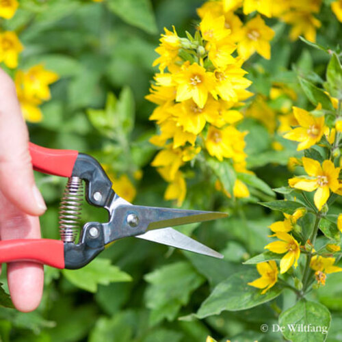 ARS Dunschaar - Recht model