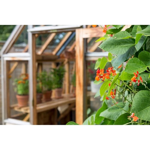 Gabriel Ash RHS "Rosemoor" - stenen muur - kas