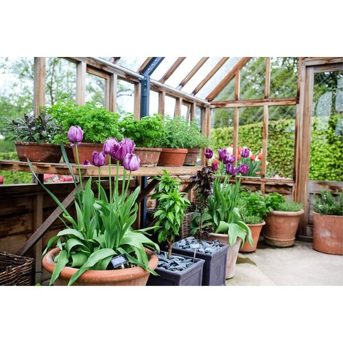 Gabriel Ash RHS "Harlow Carr" - houten onderrand - kweekkas