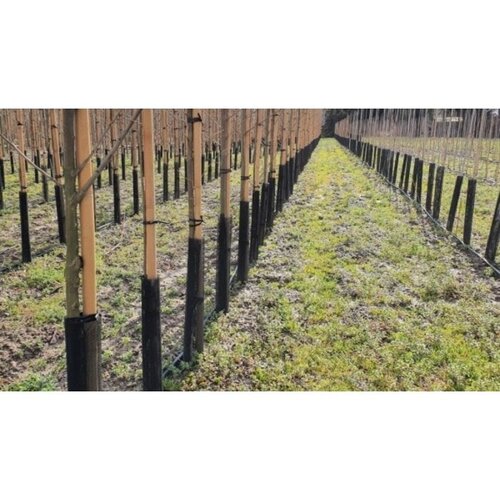 Meuwissen Agro Flex guard - Boombeschermer - jonge bomen
