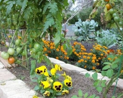 Zaaien voorjaar - combinatieteelt