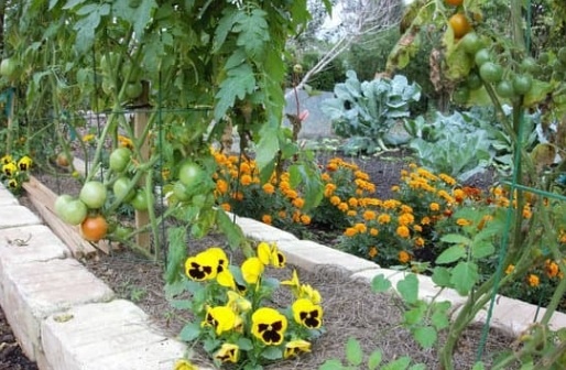 Zaaien voorjaar - combinatieteelt