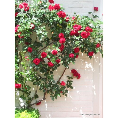 De Wiltfang Klimplantensysteem met 10 meter draad