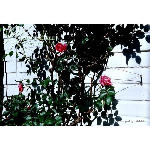 De Wiltfang Klimplantensysteem met 10 meter draad