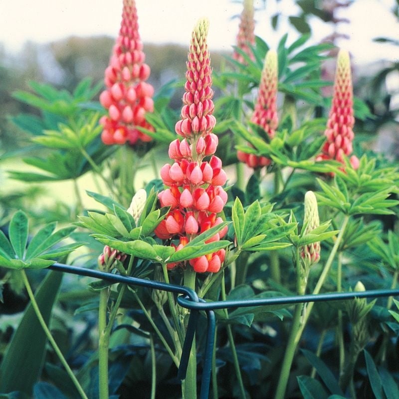 Engelse plantensteunen
