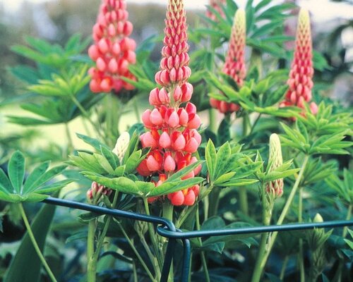 5 Tips voor het gebruik van plantensteunen